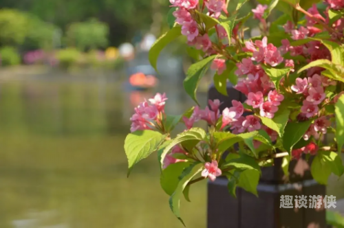 芳草影视1080p芳草影视1080p，高清观影新选择