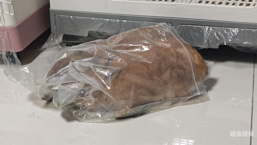 独家揭秘猪兔大战终极攻略，从新手到高手的成长之路猪兔大战攻略视频