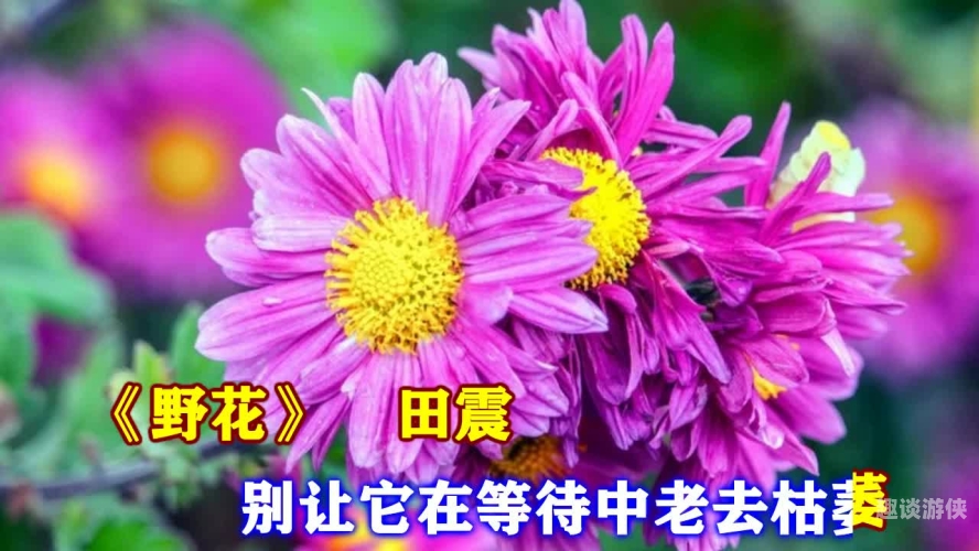 野花视频直播免费观看7野花视频直播免费观看7，一场视觉与情感的双重盛宴