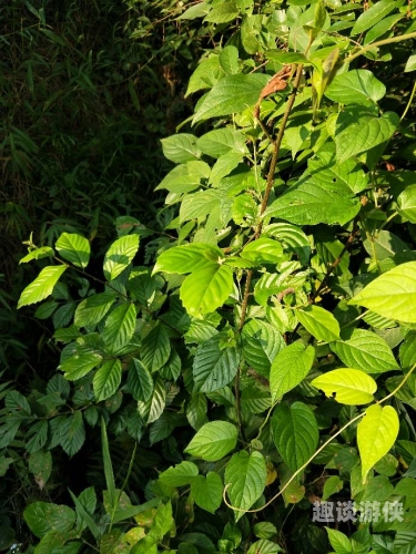 欧洲青草衣衣一区入口在线看欧洲青草衣衣一区，自然之美的独特展现