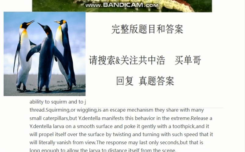 Can You Escape全关卡通关攻略大揭秘，解锁密室，挑战你的逃脱智慧！canyouescape攻略电脑版第六关