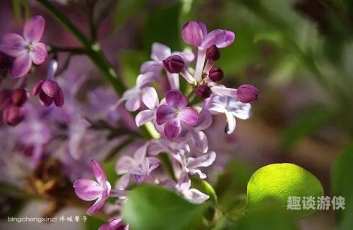 丁香五月香视频在线观看免费活动揭秘丁香五月香视频在线观看免费