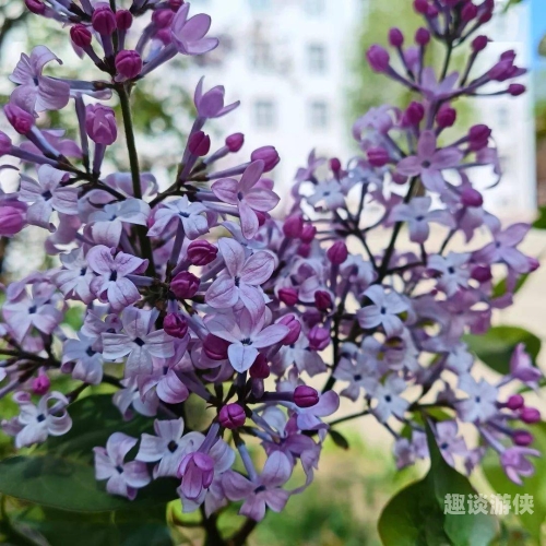 五月丁香，成人高清无码视频的神秘世界5月丁香6日