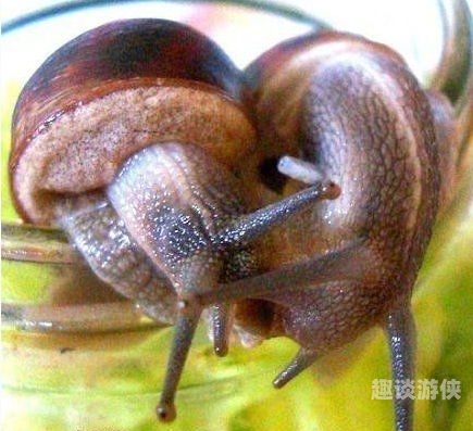 后用力操逼视频区深度解析，后用力操逼背后的故事与影响