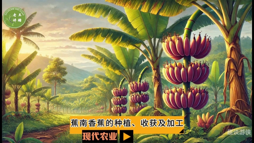 2020香蕉精品国产盛放，国产香蕉产业崛起的新篇章