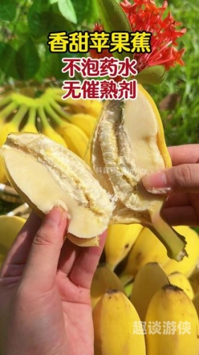 久久精品免费香蕉网，探索优质农产品的新窗口久久精品香蕉网免费