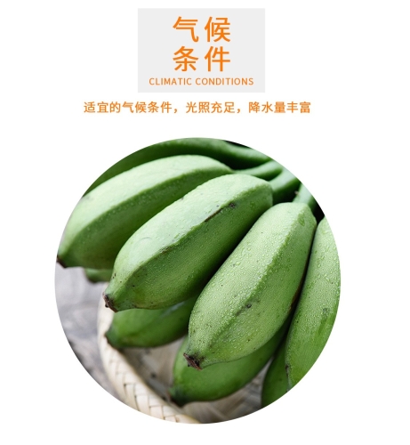 香蕉伊蕉中文在线视频播放盛况