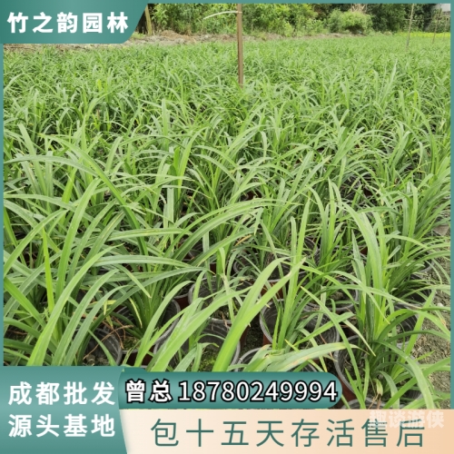 久草免费在线视频，探索免费观看的多元内容世界