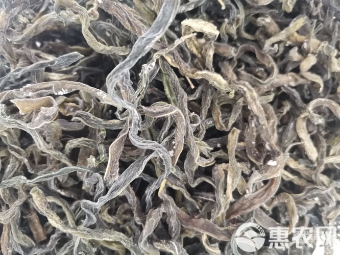 精品国产一级毛片基地，引领行业新风尚