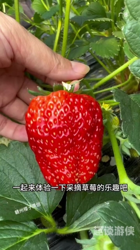 国产草莓视频，探索无码免费视频的魅力